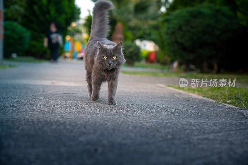 可爱的猫在街上走。对焦眼睛，背景和前景模糊/模糊